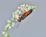 Great Golden Digger Wasp with White Sweet Clover