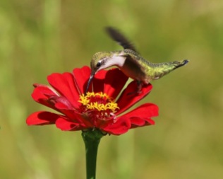Hummingbird with Red Zinnia Flower