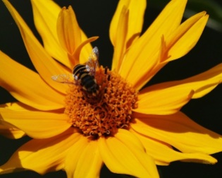 Syrphid Fly on Perennial Sunflower