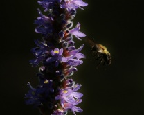 Bumble Bee Approaching Pickerel Weed