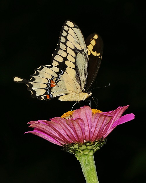 Giant Swallowtail on Zinnia Flower