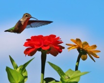Hummingbird with Red and Yellow ZInnias