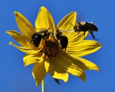 Bumble Bees with Tall Sunflower
