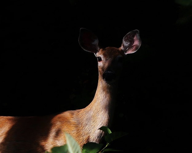 Deer in Light and Shadow