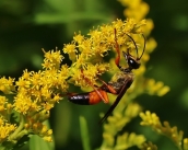 Great Golden Digger Wasp with Goldenrod