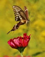 Swallowtail Liftoff, Late Summer