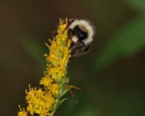Bumble Bee and Spider on Goldenrod