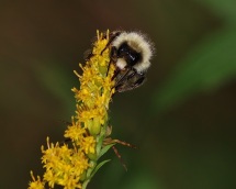 Bumble Bee and Spider on Goldenrod