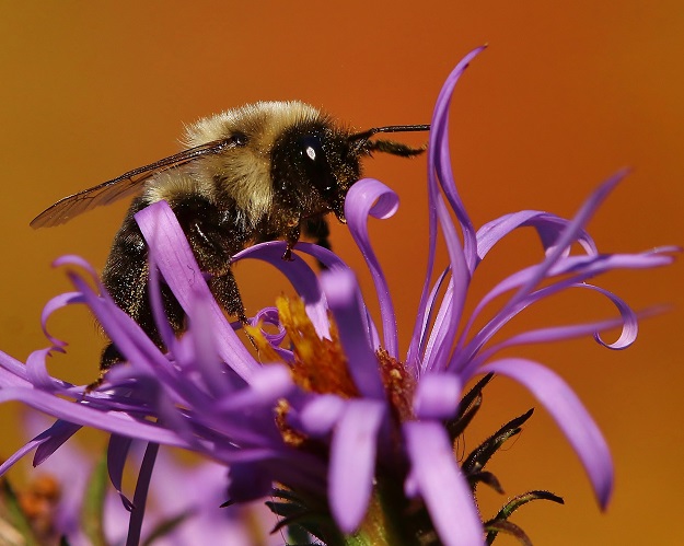 Bumble Bee with Aster Petals