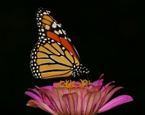 Monarch on Zinnia Flower