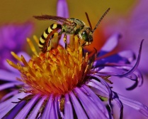 Striped Sweat Bee on Aster Flower