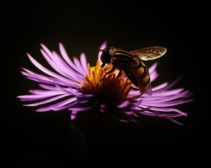 Syrphid Fly on Aster Flower