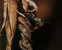Paper Wasp with Old Goldenrod Leaves