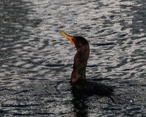 Cormorant in Complicated Water