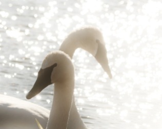Sunny Swans