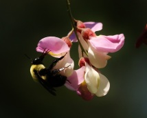 Bumble Bee with Locust Blossoms