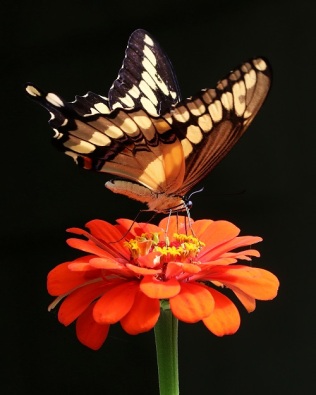 Giant Swallowtail on Orange Zinnia