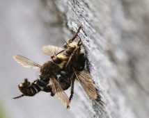 Robber Fly Pair