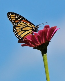 Monarch with Zinnia and Sky