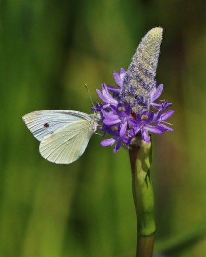 White Butterfly with Pickerel Weed