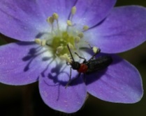 Red-Necked False Blister Beetle in Hepatica Flower