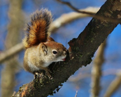 Sugaring Squirrel