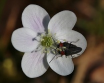 Two Red-Necked False Blister Beetles in Hepatica Flower