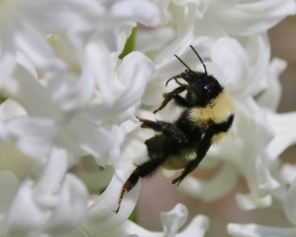 Bumble Bee with White Hyacinths