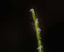 Little Beetle on Flowering Grass