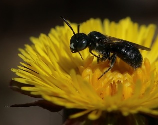 Small Carpenter Bee on Coltsfoot Flower