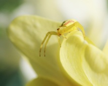 Crab Spider on Narcissus Petal