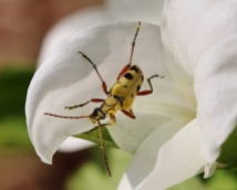 Long-Horned Beetle Emerging from Trillium Flower