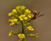 Nomad Bee with Winter Cress