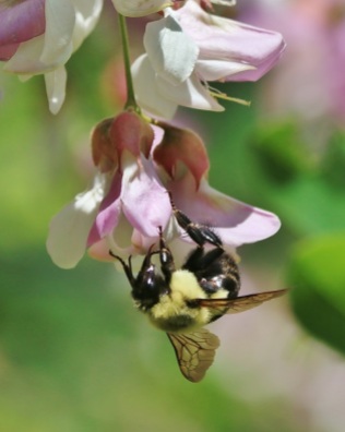 Bumble Bee Hanging from Locust Blossoms