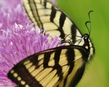 Tiger Swallowtail Around Chive Flower