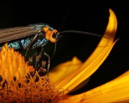 Virginia Ctenucha Moth on False Sunflower
