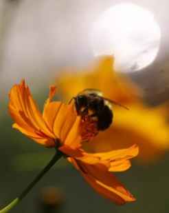 Bumble Bee on Orange Cosmos Flower