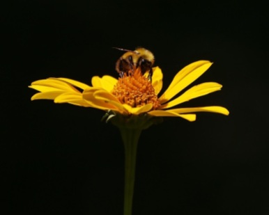 Confusing Bumble Bee on False Sunflower