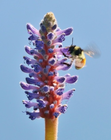 Tricoloured Bumble Bee with Pickerel Weed