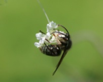 Bald-Faced Hornet Hanging on Queen Anne's Lace