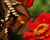Giant Swallowtail with Red Zinnia Flowers