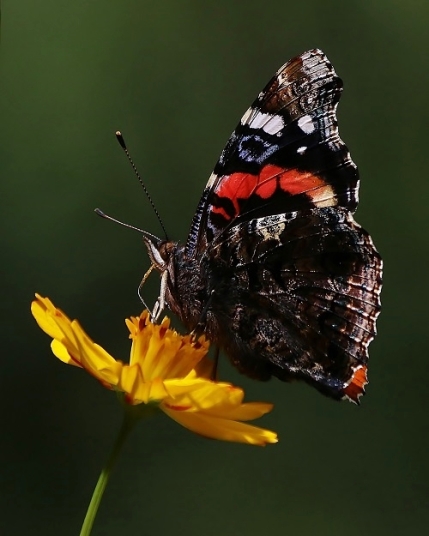 Red Admiral on Yellow Cosmos Flower