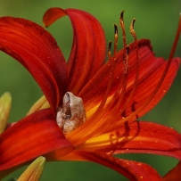 Spring Peeper in Day Lily