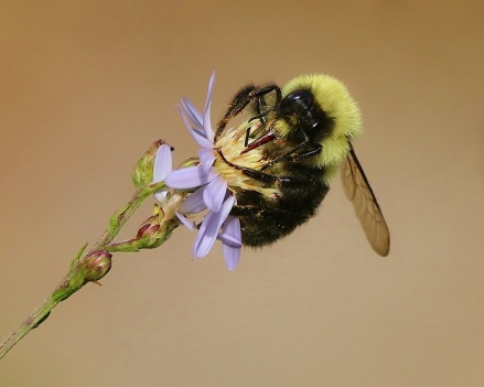 Bumble Bee Clutching Aster Flower
