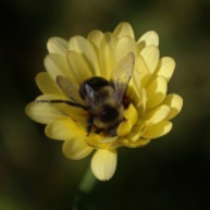 Bumble Bee in Calendula Flower
