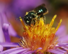 Small Carpenter Bee on Aster Flower