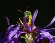 Sweat Bee in Aster Flower