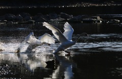 Swan Outburst
