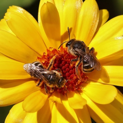 Two Sweat Bees in Calendula Flower