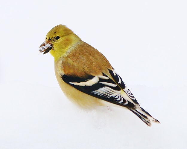 Goldfinch with Seed and Snow